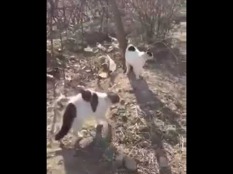 cats attack dogs