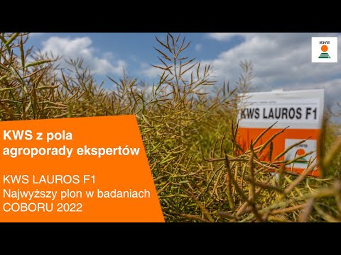 KWS LAUROS F1: Najwyższy plon w badaniach COBORU 2022 / KWS z pola AGROPORADY EKSPERTÓW