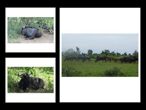 Kruger National Park January 2026 Videos   Wildebeest Compilation