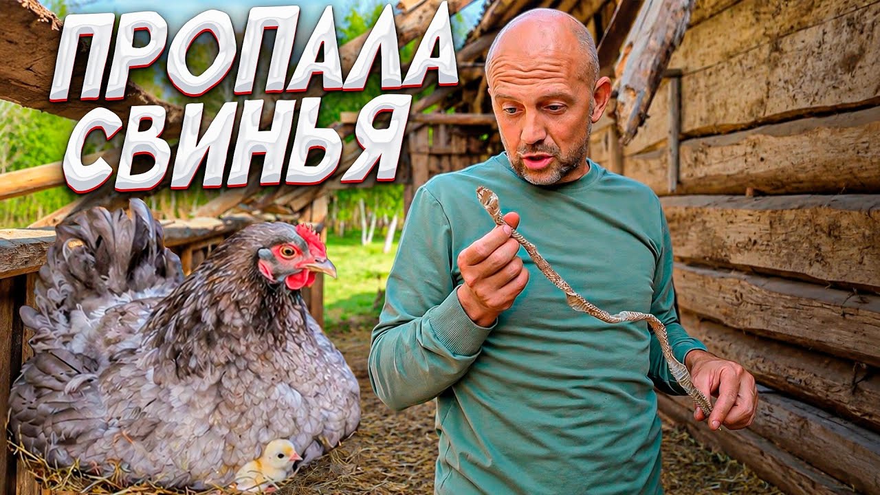 Удивительное соседство показала фотоловушка. Подготовка сарая к перезду. Чь