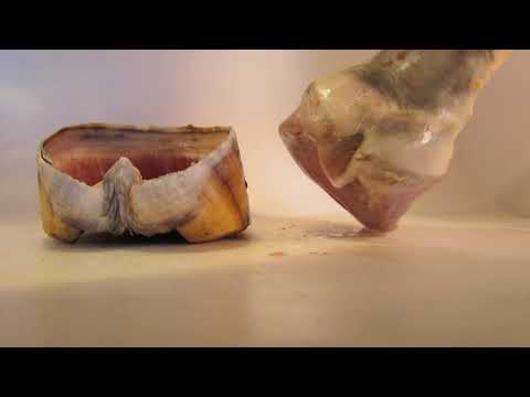 YouTube video about: What are horseshoes are there horse socks?