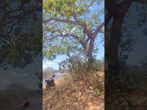PÉ DE PEQUI CARREGADO , NA BEIRA DA ESTRADA , MINAS GERAIS