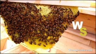 Beekeeping For Beginners Honeycomb