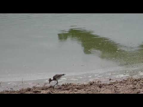Djuma: Blacksmith Lapwing chick - 12:42 - 09/21/18