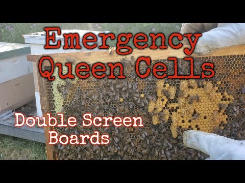 Splitting hives with a double screen board