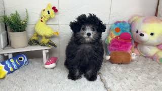 タイニープードルの動画01