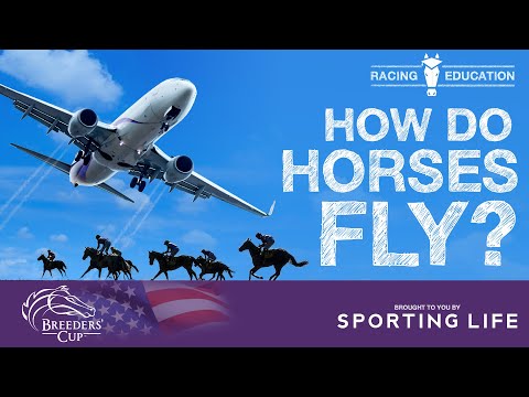 Breeders' Cup - How Horses Fly Around the World | Racing Education