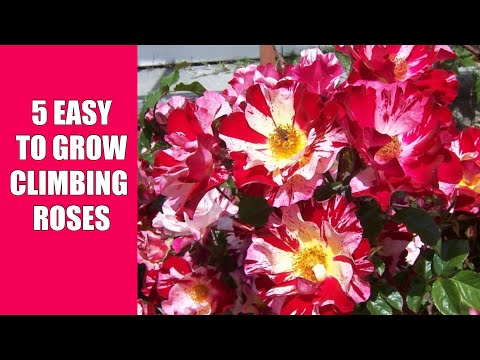 5 Easy to Grow Climbing Roses