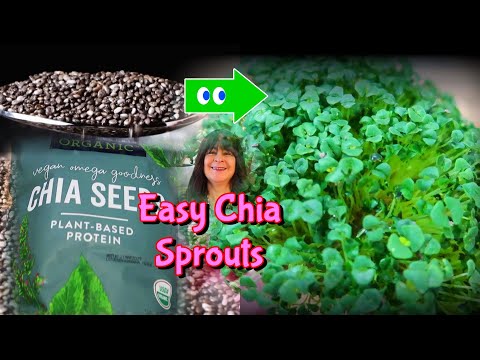 Chia Seed Sprouts / Microgreens the EASY way
