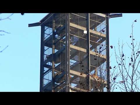 Le campane di Pioltello (MI) - Chiesa di S. Maria Regina