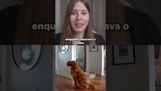 Bandido invadiu a casa e aconteceu isso... #shorts #cachorro