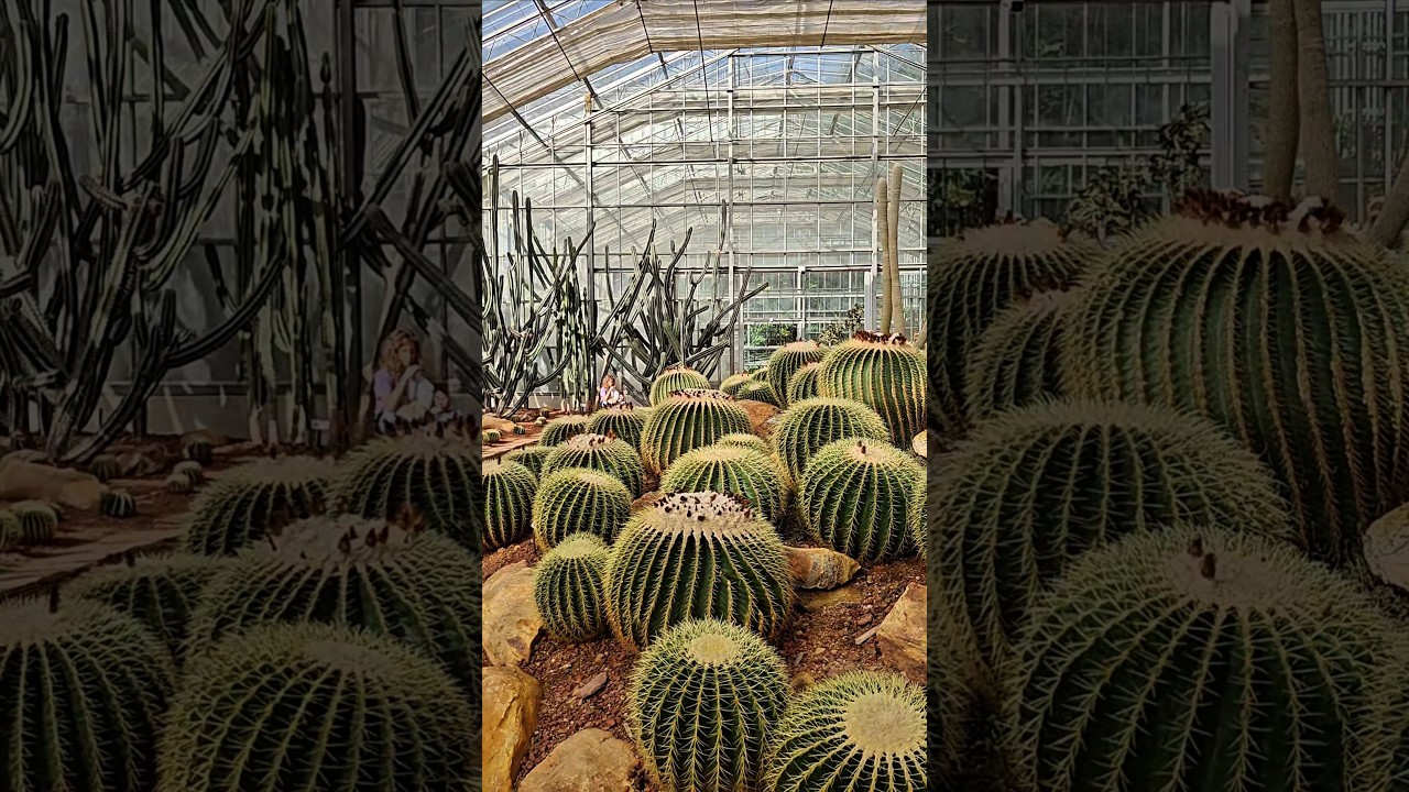 YouTube Short thumbnail