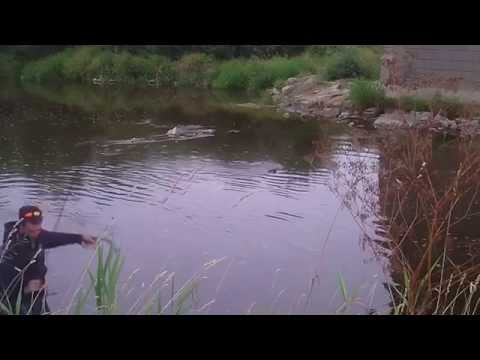 Wielki okoń z Wisłoka | Big Perch on Wisłok River