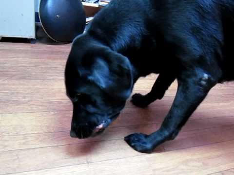 ペルとタマとKO-JI ZERO THREE　vol,5