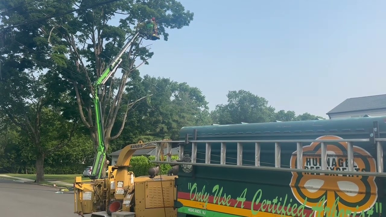 Tree Trimming: Certified Arborist in Action | Hufnagel Tree Service