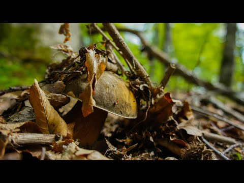 Vrganji u grabovoj šumi