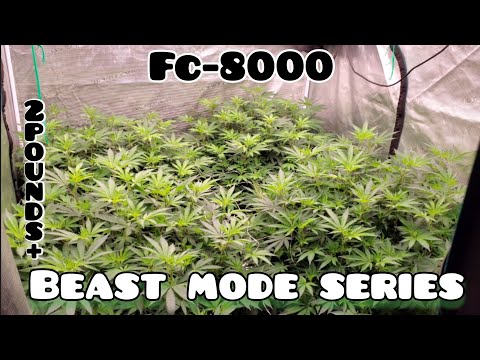 Growing 2 pounds in a 5x5 Under the Hyper Powered Mars Hydro FC-8000, Day 1 Flower/Timelapse of Veg