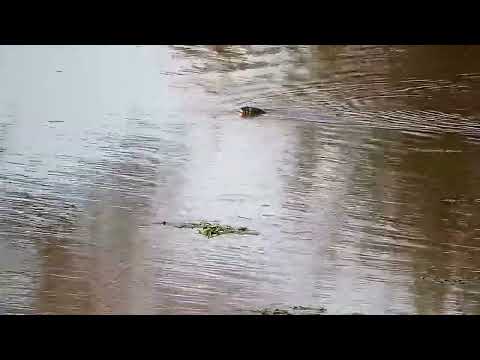 Djuma: Water Monitor Lizard swimming in the dam - 15:52 - 05/08/2022