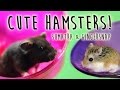 INTERMISSION! Cute Hamsters - Sumatra ...