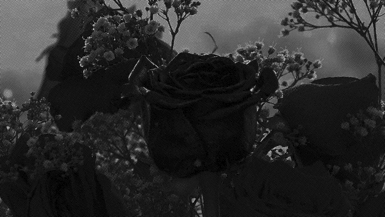 IKON - Black Roses