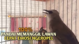 Download lagu Trucuk BETINA memanggil Jantan Suara Birahi Ngecuplik 100% pancingan trucukan gacor agar BUNYI EMOSI mp3 Download lagu Trucuk BETINA memanggil Jantan Suara Birahi Ngecuplik 100% pancingan trucukan gacor agar BUNYI EMOSI mp3