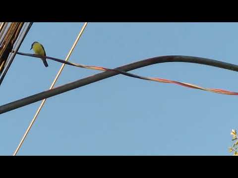oitizeiros na porta de casa em Bela Vista de Goiás 2024