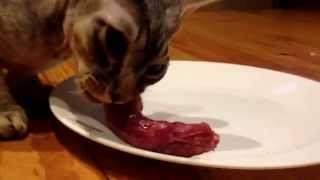 Cat eating a raw chicken neck