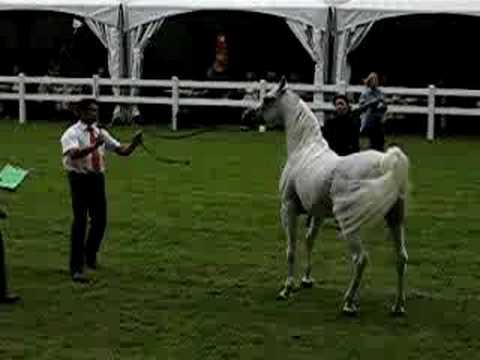 Egyptian Event Europe 2008 Sterling Vision