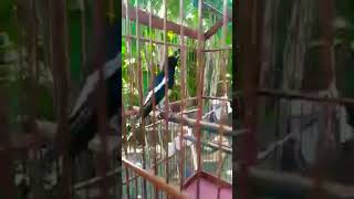 Download lagu kacer gacor isian prenjak mp3