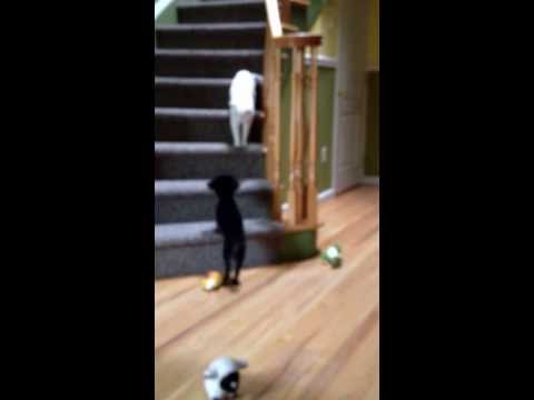 Samantha will not play with Pepe and his duck.