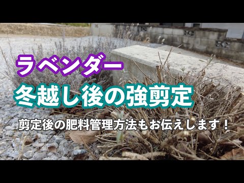 冬の終わりにラベンダーの剪定をすべきですか?簡単なメンテナンスのヒントに従ってください。  庭園