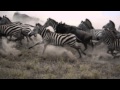 Zebra Wildebeest Stampede