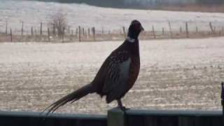 preview picture of video 'pheasant 8 02 09'