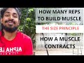 Muscle building size principle & how muscles contract
