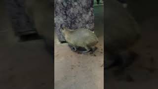 Download lagu The biggest rat on earth! mp3