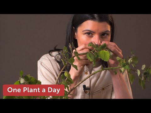 download lagu mp3 mp4 Plectranthus Houseplant, download lagu Plectranthus Houseplant gratis, unduh video klip Plectranthus Houseplant