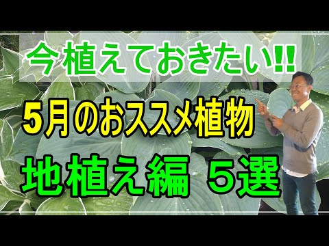 gardénia blanche jardin Feng Shui plante représente Métal