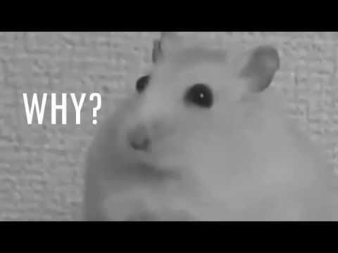 Faith in humanity has been lost