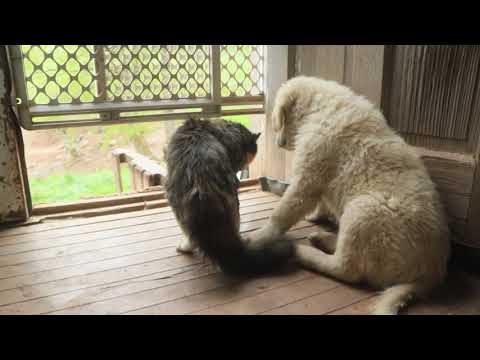 Sybil teaches Magnus a bit about the way of cats.