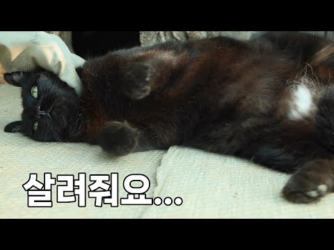 할머니의 투박한 손길 아래에서 얌전해지는 까칠한 고양이