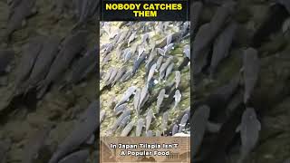 Why Japan Has Rivers FULL of Fish… But Nobody Eats