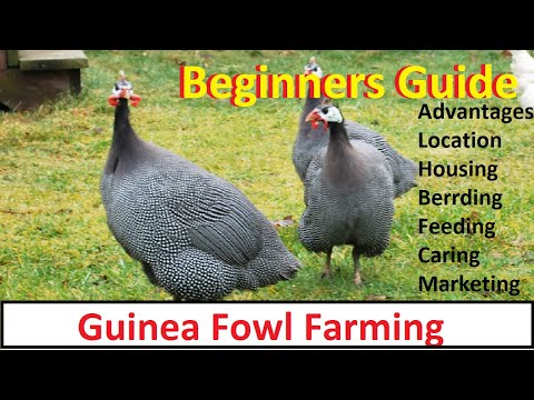 , title : 'How To Start Guinea Fowl Farming | Business Starting Guide For Beginners | Complete Guide |'
