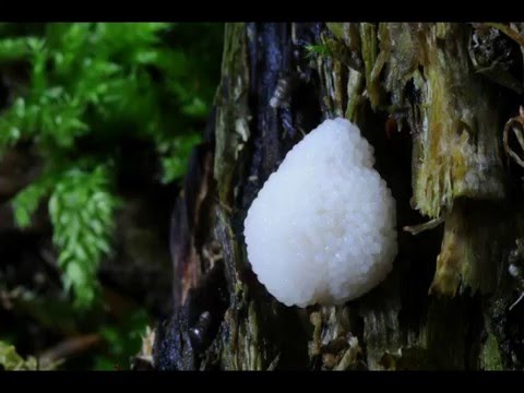Slime mold sporangia development