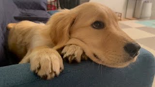 This golden retriever's puppy is clever and cute