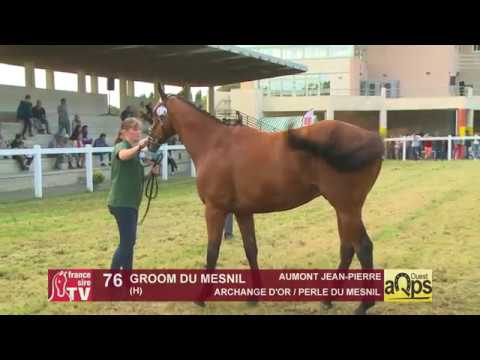 Show AQPS Ouest 2018 : Lot 76 - GROOM DU MESNIL