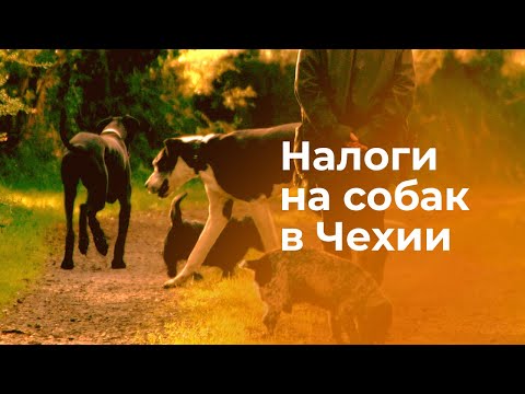 Налог на собак в Чехии