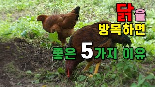 예초기보다 일 더 잘하는 #닭들을 #방목해야 하는 5가지 이유