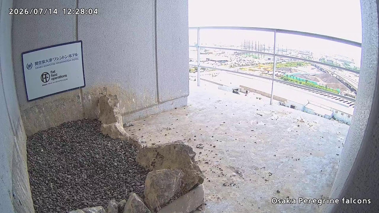 Live webcam view of Izumiotsu Peregrine Falcon Nest