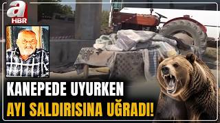 İzmir'de kanepede uyurken ayı saldırısına uğrayan adam hayatını kaybet