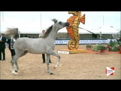 N.105 JAAL AL JASSIMYA - Menton 2016 - Yearling Colts (Class 6B)